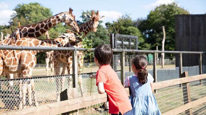 A young boy and girl stand behind a fence watching giraffes eat leaves in their enclosure